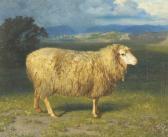 OCKEL Eduard Schaf OCKEL Eduard Schaf