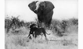 PASQUIER Jean Erick La Savane, Etoscha, Namibie PASQUIER Jean Erick La Savane, Etoscha, Namibie