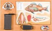 PATTERSON Ben Assemblage PATTERSON Ben Assemblage