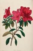 PAXTON Joseph The Magazine Of Botany PAXTON Joseph The Magazine Of Botany