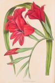 PAXTON SLADE J. Flowering Plants PAXTON SLADE J. Flowering Plants