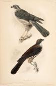 PEALE Titian Ramsey Accipiters Rufitorques. Adult Famele - Young Male. PEALE Titian Ramsey Accipiters Rufitorques. Adult Famele - Young Male.