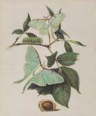 PEALE Titian Ramsey Green Moths PEALE Titian Ramsey Green Moths