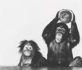 PENN Irving Orangutan And Chimpanzee With Coconut, New York, Oct PENN Irving Orangutan And Chimpanzee With Coconut, New York, Oct