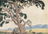 PIERNEEF Jacob Hendrik Wilde Vye Boom, Near Louis Trichardt PIERNEEF Jacob Hendrik Wilde Vye Boom, Near Louis Trichardt