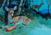 PIKE John Happy Animal Families PIKE John Happy Animal Families