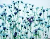 PLUTA Andrzej Wild Daises PLUTA Andrzej Wild Daises