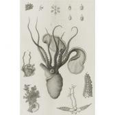 POLI Giuseppe Testacea Utriusque Siciliae POLI Giuseppe Testacea Utriusque Siciliae