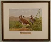 POPE Alexander Game Birds POPE Alexander Game Birds