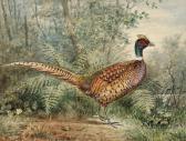 POPE Alexander Ringneck Pheasant POPE Alexander Ringneck Pheasant