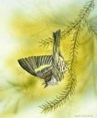 PULHAM GARY Pine Siskin PULHAM GARY Pine Siskin