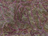 PURVIS Joy Bush Seeds PURVIS Joy Bush Seeds