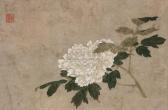 QIAN XUAN Chrysanthemum QIAN XUAN Chrysanthemum