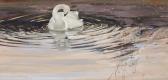 Quinn Thomas Tundra Swan Quinn Thomas Tundra Swan