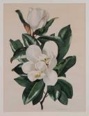 RATHBORNE Jean Magnolia Blossoms RATHBORNE Jean Magnolia Blossoms