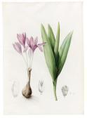 REDOUTE Pierre-Joseph Colchicum Autumnale (meadow Saffron Or Autumn Crocus) REDOUTE Pierre-Joseph Colchicum Autumnale (meadow Saffron Or Autumn Crocus)