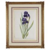 REDOUTE Pierre-Joseph Iris Germanica REDOUTE Pierre-Joseph Iris Germanica