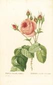 REDOUTE Pierre-Joseph Les Roses REDOUTE Pierre-Joseph Les Roses