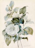 REDOUTE Pierre-Joseph Magnolia Blanc REDOUTE Pierre-Joseph Magnolia Blanc