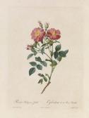 REDOUTE Pierre-Joseph Rosa Rubiginosa Zabeth REDOUTE Pierre-Joseph Rosa Rubiginosa Zabeth