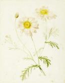 REINHART Anna Emilia Kamillenzweig Mit Blüten REINHART Anna Emilia Kamillenzweig Mit Blüten