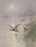 REYNE Charles Wild Ducks REYNE Charles Wild Ducks