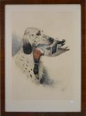 RIAH R. Chien De Chasse Au Canard RIAH R. Chien De Chasse Au Canard