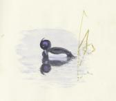 RICKMAN Philip A Bird-painter's Sketch Book RICKMAN Philip A Bird-painter's Sketch Book