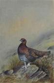RICKMAN Philip A Red Grouse On A Rock RICKMAN Philip A Red Grouse On A Rock