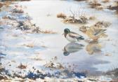 RICKMAN Philip Open Water Mallard RICKMAN Philip Open Water Mallard