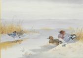 RICKMAN Philip Wigeon In The Snow RICKMAN Philip Wigeon In The Snow