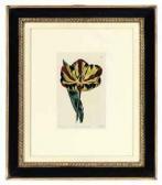 RIDGEWAY J Seven Studies Of Tulips RIDGEWAY J Seven Studies Of Tulips