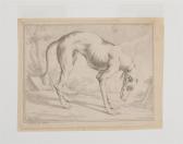Riedinger Johann A Hound Riedinger Johann A Hound