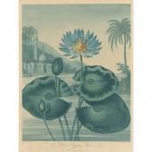 ROBERT John Temple Of Flora: The Blue Egyptian Water Lily ROBERT John Temple Of Flora: The Blue Egyptian Water Lily