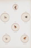 RONALDS ALFRED The Fly-fisher's Entomology RONALDS ALFRED The Fly-fisher's Entomology