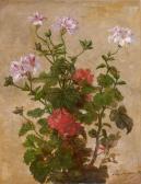 ROUSSEAU Léon Géranium ROUSSEAU Léon Géranium