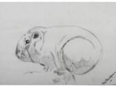 ROUSSEAU Robert-Louis Cochon D'inde ROUSSEAU Robert-Louis Cochon D'inde