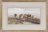 ROWDEN Thomas, Tom Dartmoor Ponies ROWDEN Thomas, Tom Dartmoor Ponies