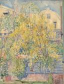 SAALBORN Louis Laburnum Tree SAALBORN Louis Laburnum Tree