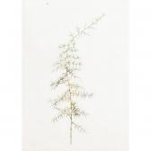 SAGET Hubert Asparagus Horridus SAGET Hubert Asparagus Horridus