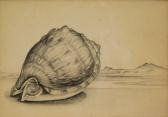 SAID Anne A Shell From The Red Sea SAID Anne A Shell From The Red Sea