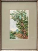 SCHAEFFER Berta Baum Am Ufer Eines Baches SCHAEFFER Berta Baum Am Ufer Eines Baches