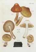 SCHAEFFER JACOB CHRISTIAN Fungorum, Qui In Bavaria Et Palatinatu Circa Ratisbonam Nascuntur Icones Nativis Coloribus Expressae SCHAEFFER JACOB CHRISTIAN Fungorum, Qui In Bavaria Et Palatinatu Circa Ratisbonam Nascuntur Icones Nativis Coloribus Expressae
