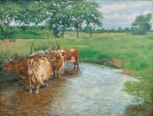 SCHAPER Friedrich Cows In The Water SCHAPER Friedrich Cows In The Water