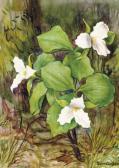 SCHNAKENBERG Henry Ernest Trillium SCHNAKENBERG Henry Ernest Trillium