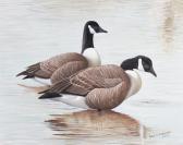 SCHROEDER JACK R Canadian Geese SCHROEDER JACK R Canadian Geese
