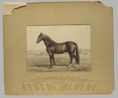 SCHULTZ Johannes Adrianus 'director's Jug' (black Stallion) SCHULTZ Johannes Adrianus 'director's Jug' (black Stallion)