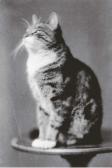 SCHWARTZ E.W. Selected Cat Images SCHWARTZ E.W. Selected Cat Images