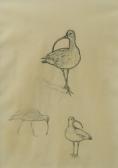 SCOTT Peter Markham, Sir Curlew Studies, Canada Geese, Geese SCOTT Peter Markham, Sir Curlew Studies, Canada Geese, Geese
