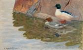SEGERSTRALE Lennart Mergansers. SEGERSTRALE Lennart Mergansers.
